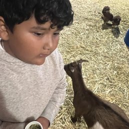 Feeding the farm animals Feeding the farm animals