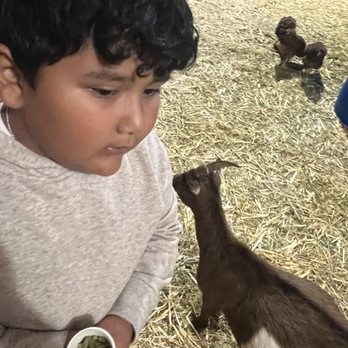 The Pumpkin Factory - Feeding the farm animals - Festivals Near Me - Westminster, California The Pumpkin Factory - Feeding the farm animals - Festivals Near Me - Westminster, California