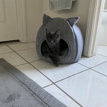 Noble Manes Cattery - Pet Stores Near Me - Lancaster, California