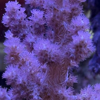 Ellis Aquatics - Local Fish Stores Near Me - Compton, California Ellis Aquatics - Local Fish Stores Near Me - Compton, California