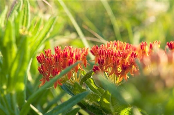Konza Prairie Biological Station by null