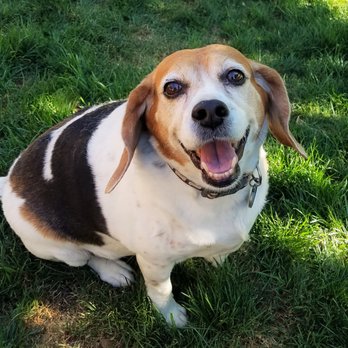 AZ Mama Bear Pet Care - Happy Claire Bear! - Dog Walkers Near Me - Phoenix, Arizona