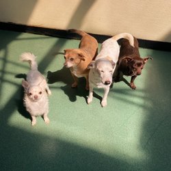 Rex's Place - My 3 pups plus an extra.