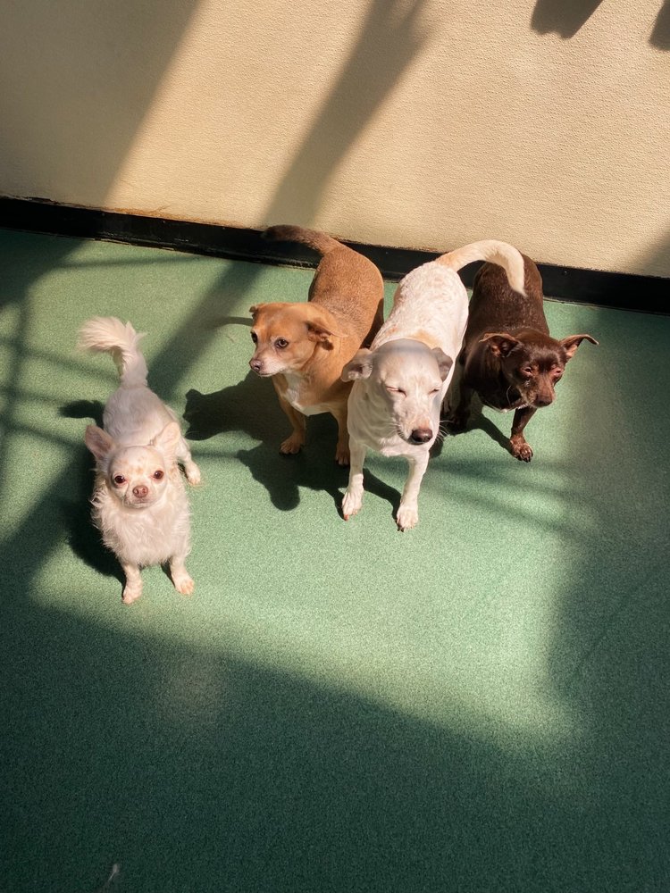 Rex's Place - pet boarding facility in Evanston, IL