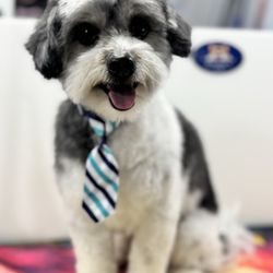 Furry Land - So handsome!