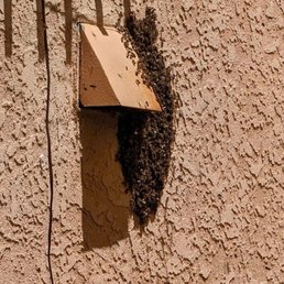 Bees! Bees!