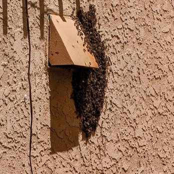 Pest Assure - Bees! - Pest Control Near Me - Riverside, California