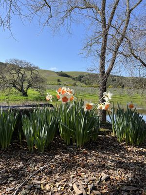 McEvoy Ranch by null