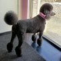 Photo of The Pink Poodle