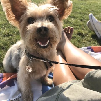 Bernie's Grooming - A very happy Floof - Pet Groomers Near Me - San Francisco, California
