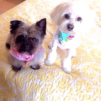 bark! bark! - Edgar, I can't thank you enough. My girls always look fabulous after their grooming session with you. - Pet Groomers Near Me - Signal Hill, California bark! bark! - Edgar, I can't thank you enough. My girls always look fabulous after their grooming session with you. - Pet Groomers Near Me - Signal Hill, California