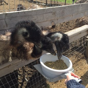 Ostrichland USA - Attraction Farms Near Me - Solvang, California