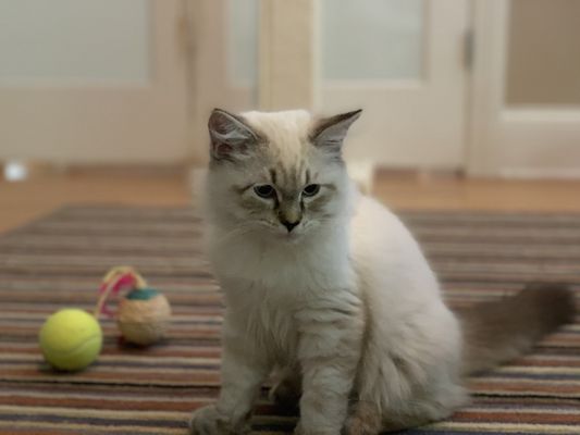 Photo of Kittens Up - Pembroke Pines, FL, US.