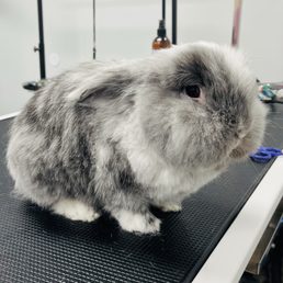 Mr.Summer's AFTER photo taken by the owner
