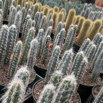 Florida Cactus - Nurseries & Gardening Near Me - Apopka, Florida
