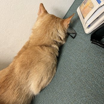 Oakridge Veterinary Clinic - Adam hiding on the seat in the exam room. - Veterinarians Near Me - San Jose, California Oakridge Veterinary Clinic - Adam hiding on the seat in the exam room. - Veterinarians Near Me - San Jose, California