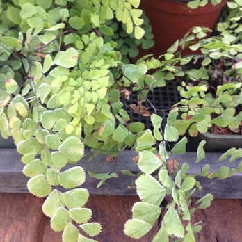 Bark & Garden Center - Maidenhair fern Adiantum venustum. - Nurseries & Gardening Near Me - Olympia, Washington
