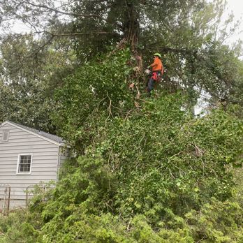 Apex Tree Service - Tree Services Near Me