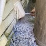 Aloha Home Services