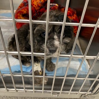 Phoenix Veterinary Referral & Emergency Center - Veterinarians Near Me - Phoenix, Arizona Phoenix Veterinary Referral & Emergency Center - Veterinarians Near Me - Phoenix, Arizona