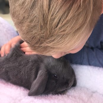 Hollywood Rabbits - Pet Breeders Near Me - Riverside, California