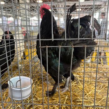 Ohio State Fair - Festivals Near Me - Columbus, Ohio