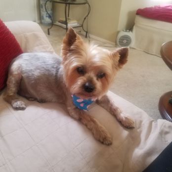 Holistic Grooming by Jessica - Bijoux after grooming. - Pet Groomers Near Me