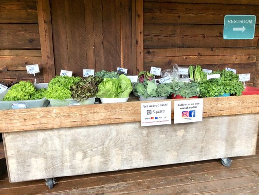 Larsen Lake Blueberry Farm by null