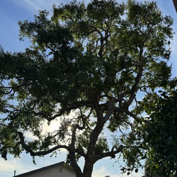 Emerald View Tree Service - Tree Services Near Me - San Jose, California