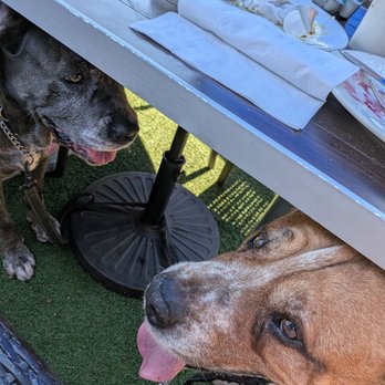 Good Stuff Restaurant - Redondo Beach - Big pups enjoying the light ocean breeze and shade. - Breakfast & Brunch Near Me - Redondo Beach, California Good Stuff Restaurant - Redondo Beach - Big pups enjoying the light ocean breeze and shade. - Breakfast & Brunch Near Me - Redondo Beach, California