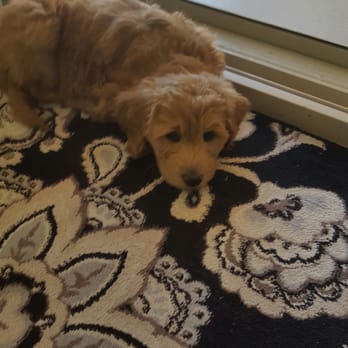 4E Kennels - Pet Breeders Near Me 4E Kennels - Pet Breeders Near Me
