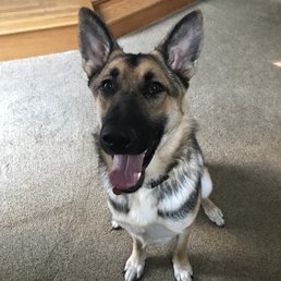 Hudson smiling after a day of playing and learning good manners Hudson smiling after a day of playing and learning good manners
