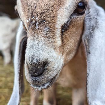 Tosche Supply Co. - Baby Nubian goat named Thistle - Fruits & Veggies Near Me Tosche Supply Co. - Baby Nubian goat named Thistle - Fruits & Veggies Near Me
