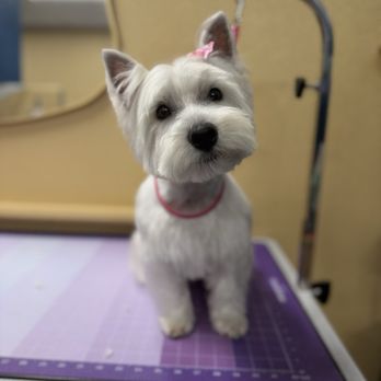 Pristine Paws - Pet Groomers Near Me - San Luis Obispo, California