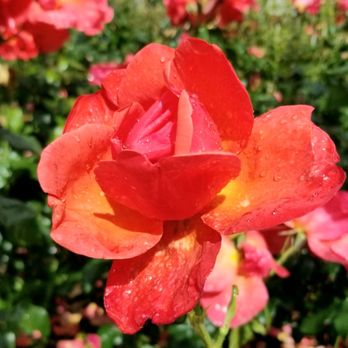 Peninsula Park - Parks Near Me - Portland, Oregon Peninsula Park - Parks Near Me - Portland, Oregon