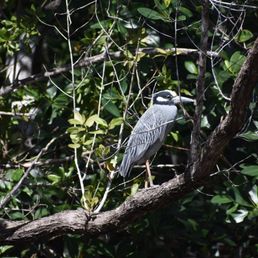 Bird Bird