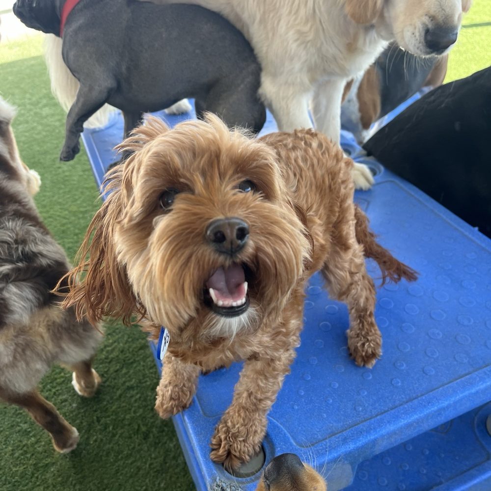 Bark City - Starting the party as as she always does! - Pet Boarding Near Me - Huntington Beach, California