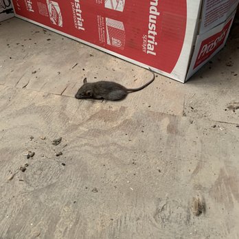 Allied Feeds-Ful-O-Pep Feeds - Mouse. - Pet Stores Near Me - San Antonio, Texas Allied Feeds-Ful-O-Pep Feeds - Mouse. - Pet Stores Near Me - San Antonio, Texas