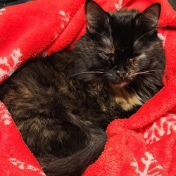 Coastal Cat Clinic