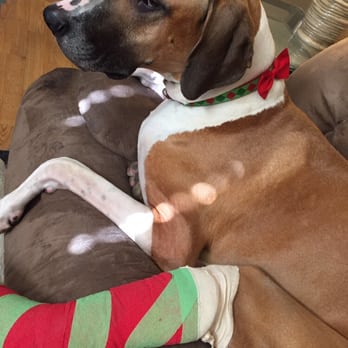AV Veterinary Center - Christmas colors! So sweet - Veterinarians Near Me - Lancaster, California AV Veterinary Center - Christmas colors! So sweet - Veterinarians Near Me - Lancaster, California