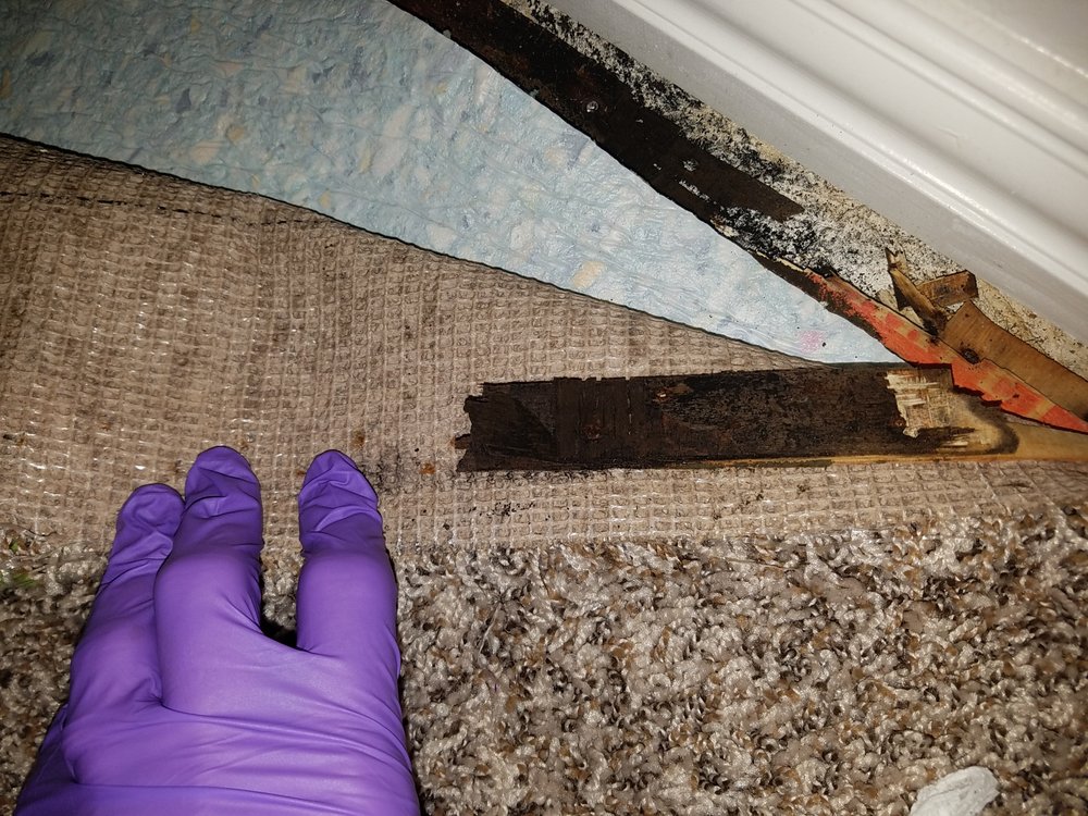 NTX Enviro - mold inspector in The Colony, TX