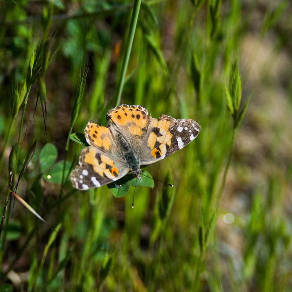 Loma Alta Open Space Preserve - Painted lady - Hiking Near Me Loma Alta Open Space Preserve - Painted lady - Hiking Near Me