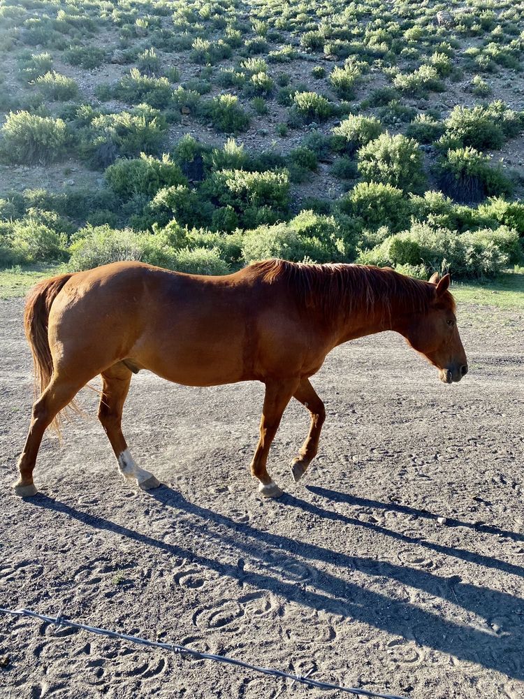 COTTONWOOD COVE GUEST RANCH Updated August 2024 94 Photos & 18