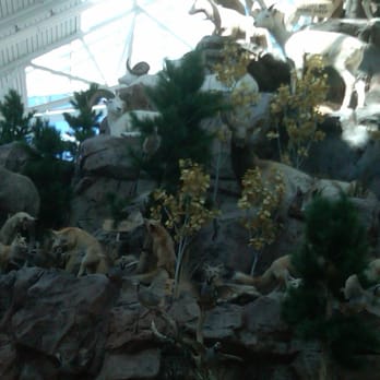 Scheels - Sports Wear Near Me - Sparks, Nevada