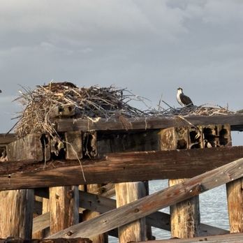 Blake Tours - Osprey nest - Boat Charters Near Me - Placida, Florida Blake Tours - Osprey nest - Boat Charters Near Me - Placida, Florida