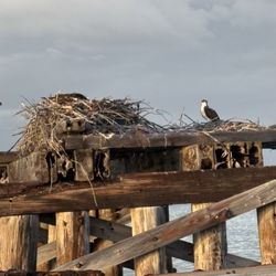 Blake Tours - Osprey nest