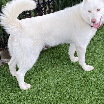 Pet Village - Sadie girl (so clean) - Pet Training Near Me - Salem, Oregon Pet Village - Sadie girl (so clean) - Pet Training Near Me - Salem, Oregon
