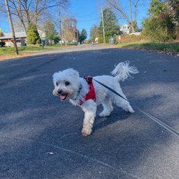 Happy Duke on walk w BPF team