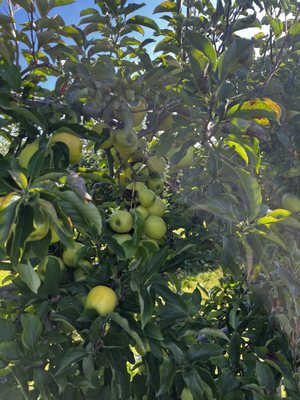 Belkin Family Lookout Farm - U-Pick Orchard - Taproom, Outdoor Dining and Market by null