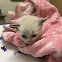 We rescued a small little kitten We rescued a small little kitten